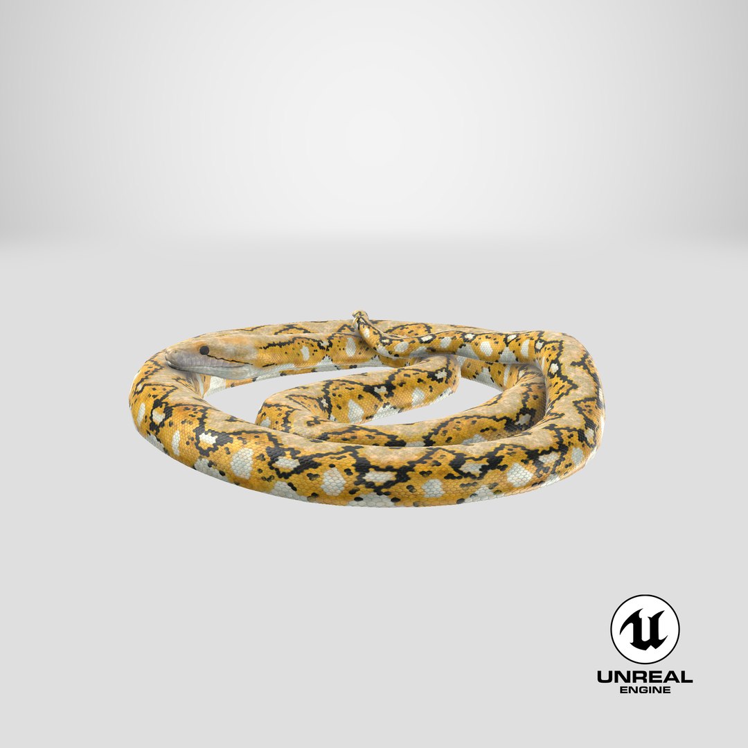 yellow python snake curled model https://p.turbosquid.com/ts-thumb/bT/QVWNhG/tCqQWWFV/stemcell_unreal_render/png/1597338220/1920x1080/fit_q87/5b5b54151a86a31a36b988b03d756b759c919cea/stemcell_unreal_render.jpg