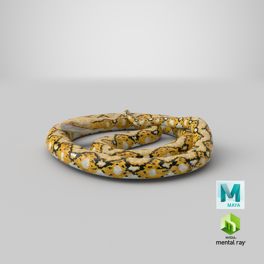 yellow python snake curled model https://p.turbosquid.com/ts-thumb/bT/QVWNhG/xrimGWJe/stemcell_maya_mental_ray_render/png/1597338237/1920x1080/fit_q87/47685b39cc052b91cb9b5304829d53bb7b755703/stemcell_maya_mental_ray_render.jpg