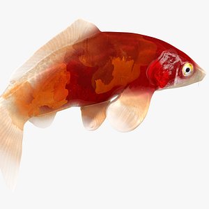 Japanese Carp Fish Rigged L059 3D model