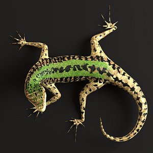 italian podarcis sicula lizard model