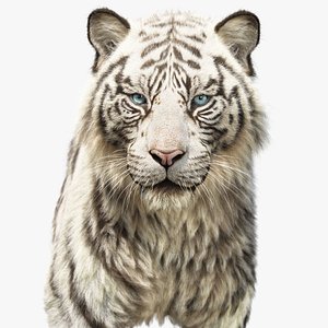 White Tiger 2025 static Xgen-Core