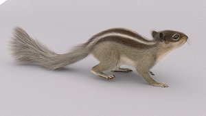 Squirrel 3D model