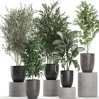 Decorative plants in a black flowerpots 648