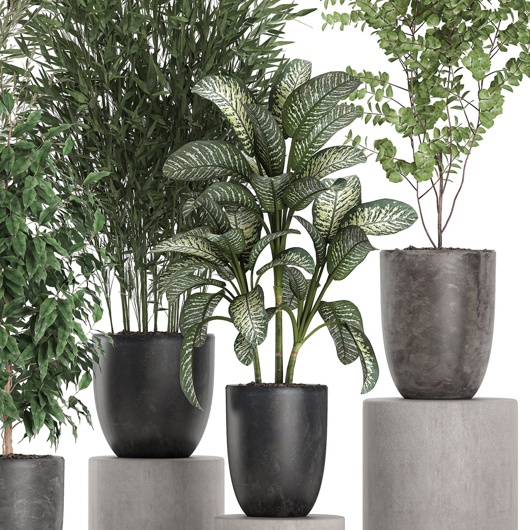 3D Plants Black Pots - TurboSquid 1595520