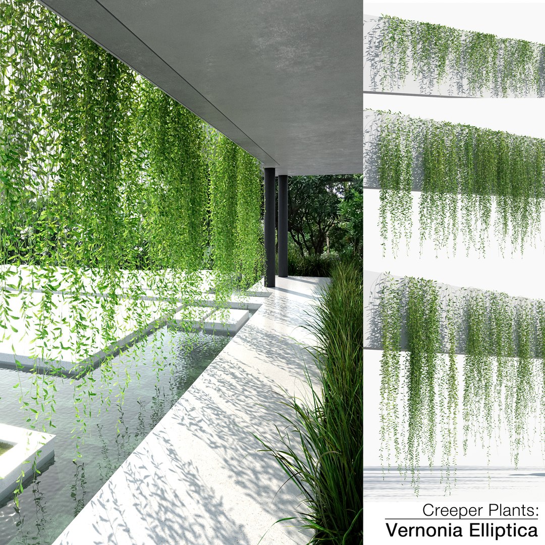 creeper plants 3D model https://p.turbosquid.com/ts-thumb/bT/yATmaf/CjlqAhoo/creeper_plants_1_vernonia_elliptica/jpg/1574518106/1920x1080/fit_q87/510a6bcb8c03b0e394060e2e8f60fc3f40ed6a4d/creeper_plants_1_vernonia_elliptica.jpg