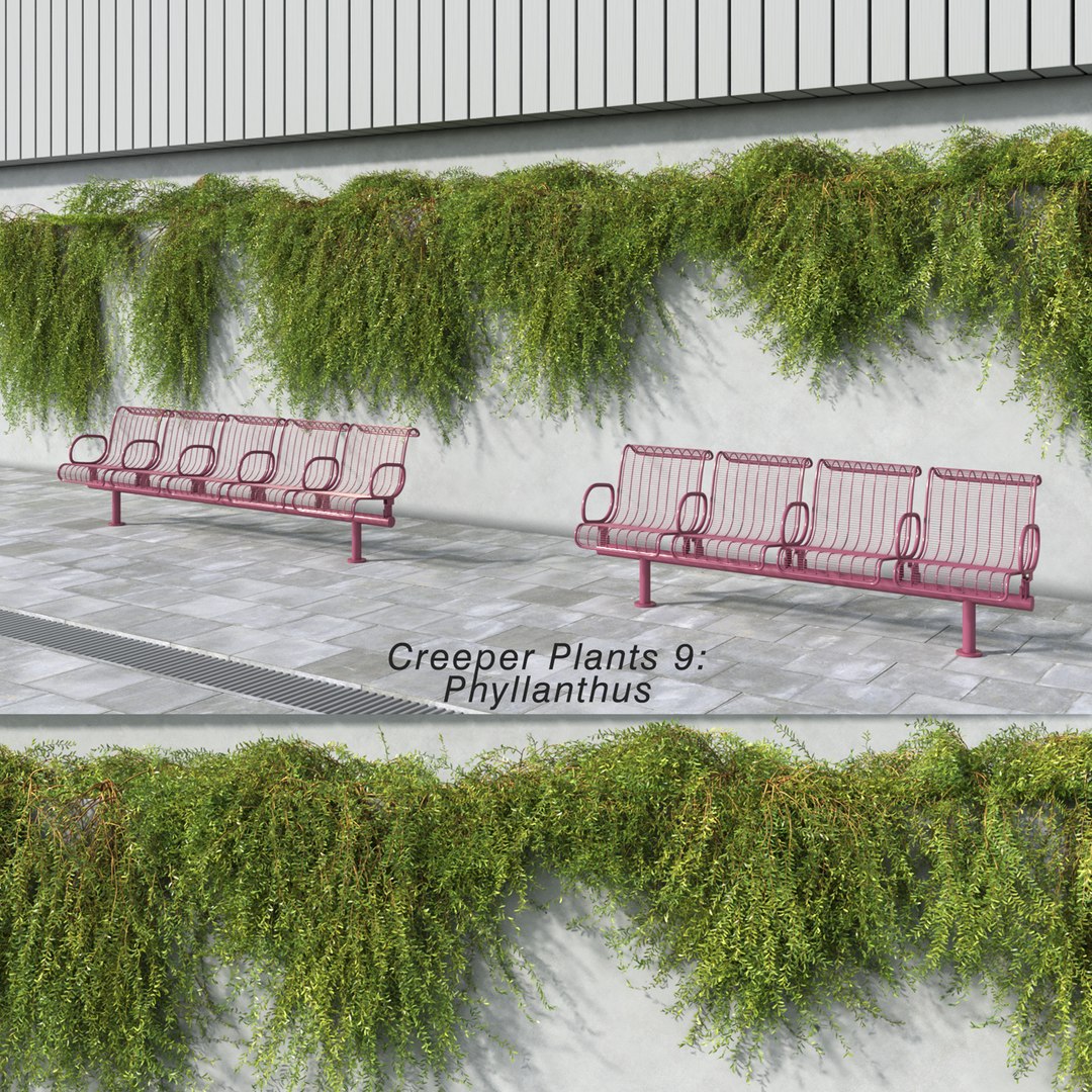 creeper plants 3D model https://p.turbosquid.com/ts-thumb/bT/yATmaf/QKLPaWc7/creeper_plants_9_phyllanthus/jpg/1574518136/1920x1080/fit_q87/1fe9febf0c7a52790f816502d1de3c798d9f63fe/creeper_plants_9_phyllanthus.jpg