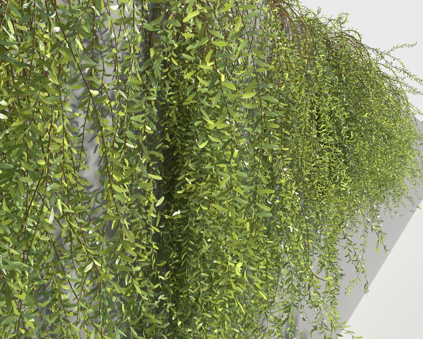 creeper plants 3D model https://p.turbosquid.com/ts-thumb/bT/yATmaf/xyuP8ZVq/creeperz20/jpg/1574519358/1920x1080/fit_q87/d65d1625df37ff383a0879fd91a142df2f4066fb/creeperz20.jpg