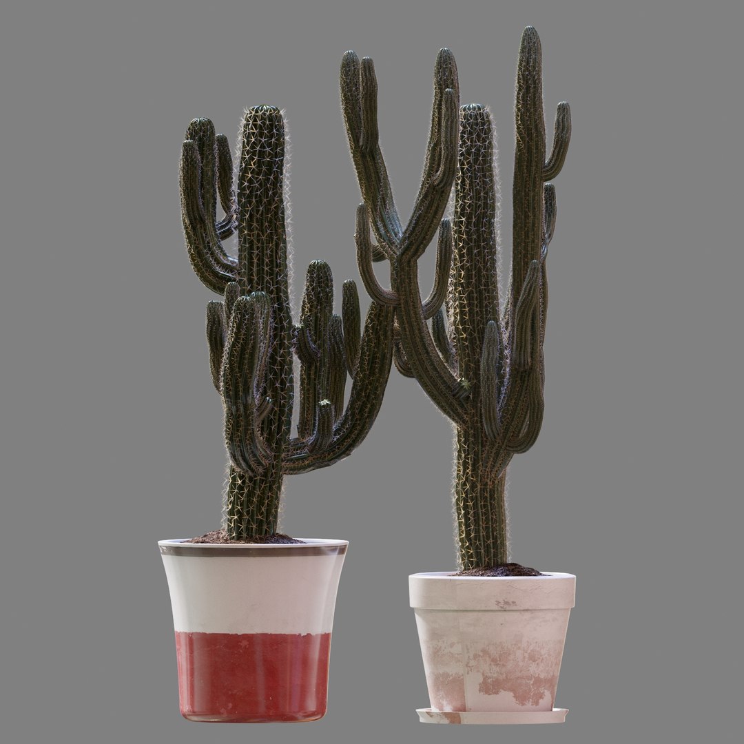 3D model cactus https://p.turbosquid.com/ts-thumb/bU/3QQTm2/0XGAnJtY/setofthreecactusescarnegiea_preview_02/jpg/1551547155/1920x1080/fit_q87/e8458fb89ed6ae9945478b37e493e4a76a7777d1/setofthreecactusescarnegiea_preview_02.jpg