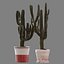 Set of Three Cactuses Carnegiea