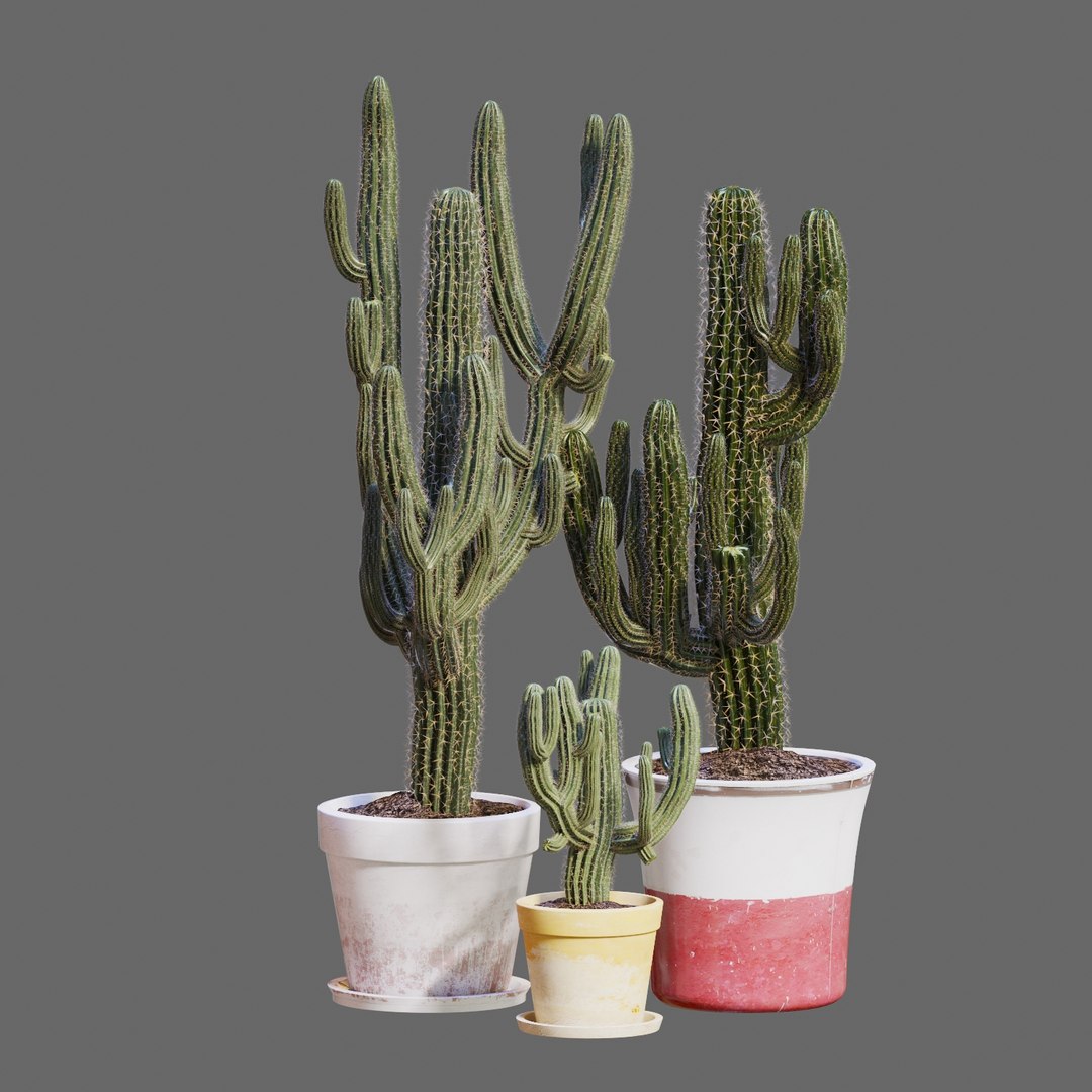 3D model cactus https://p.turbosquid.com/ts-thumb/bU/3QQTm2/80U3Ra37/setofthreecactusescarnegiea_preview_08/jpg/1551547155/1920x1080/fit_q87/f12f7837f8f34e3cebccfe486ea0803c13633c00/setofthreecactusescarnegiea_preview_08.jpg