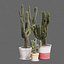 Set of Three Cactuses Carnegiea