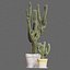 Set of Three Cactuses Carnegiea