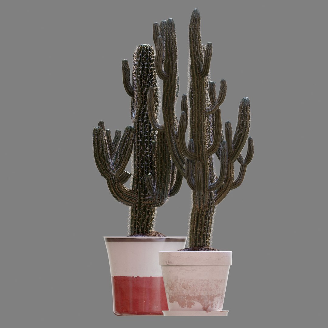 3D model cactus https://p.turbosquid.com/ts-thumb/bU/3QQTm2/SDZwQqKl/setofthreecactusescarnegiea_preview_01/jpg/1551547155/1920x1080/fit_q87/4fe7f637ebcd262aa72e0cbb3bf3c4534ef5343e/setofthreecactusescarnegiea_preview_01.jpg