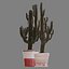 Set of Three Cactuses Carnegiea