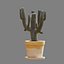 Set of Three Cactuses Carnegiea