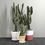 Set of Three Cactuses Carnegiea