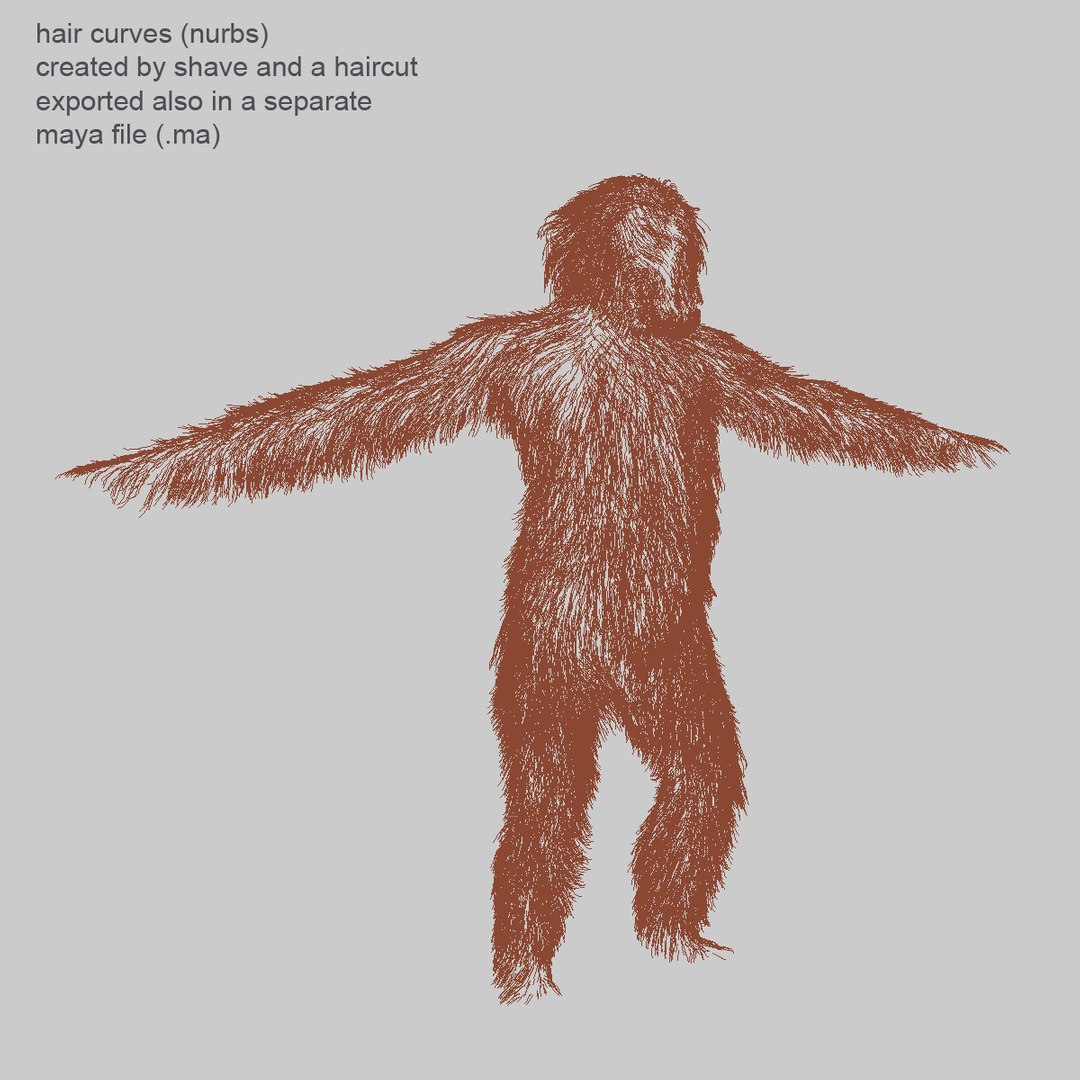 chimp fur primate x https://p.turbosquid.com/ts-thumb/bU/6YXP77/48WI062g/06/jpg/1311173382/1920x1080/fit_q87/aa3da6d863723935b6e655f9759bb6f309670045/06.jpg