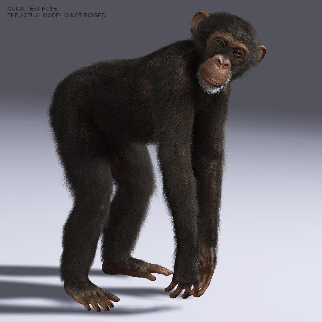 chimp fur primate x https://p.turbosquid.com/ts-thumb/bU/6YXP77/q105L89Y/01/jpg/1311173382/1920x1080/fit_q87/6608c1b6f3715fd2f30b2a3df538921e58b7b20b/01.jpg