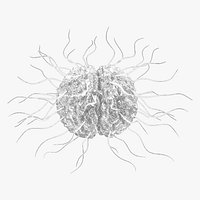 Neisseria Gonorrhoeae Bacteria