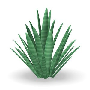 desert plant 3d model
