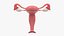 3ds female reproductive