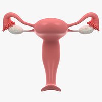 Female Reproductive System