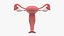 3ds female reproductive