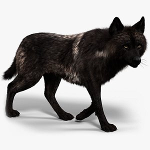 Black Timber Wolf Fur Animated 3D model