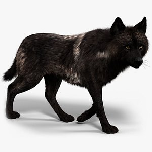 Black Timber Wolf Fur Animated