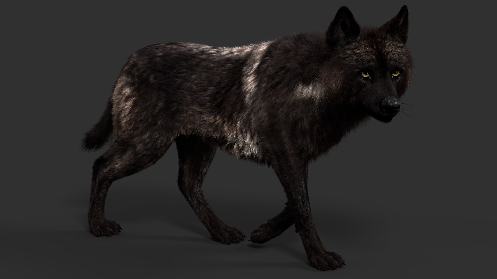 Black Timber Wolf Fur Animated 3D Model - TurboSquid 1995803