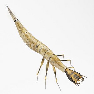 Acilius Sulcatus Larvae Rigged Animation