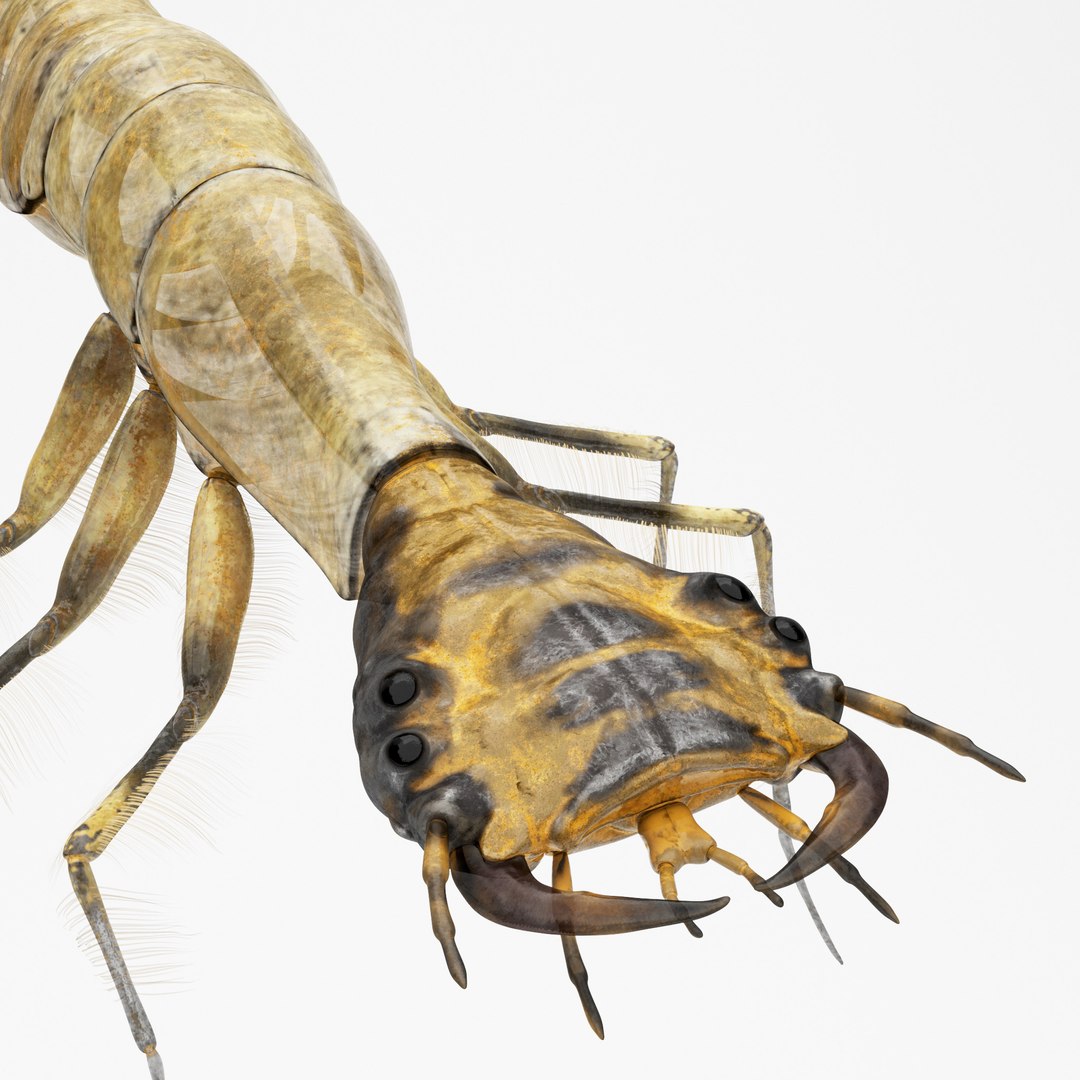 Acilius Sulcatus Larvae Rigged Animation 3D model https://p.turbosquid.com/ts-thumb/bU/OojFSG/3B/aciliussulcatus3/jpg/1685014390/1920x1080/fit_q87/cc68efc5cb62f63c716c6f70d6107efb9b3f44c8/aciliussulcatus3.jpg