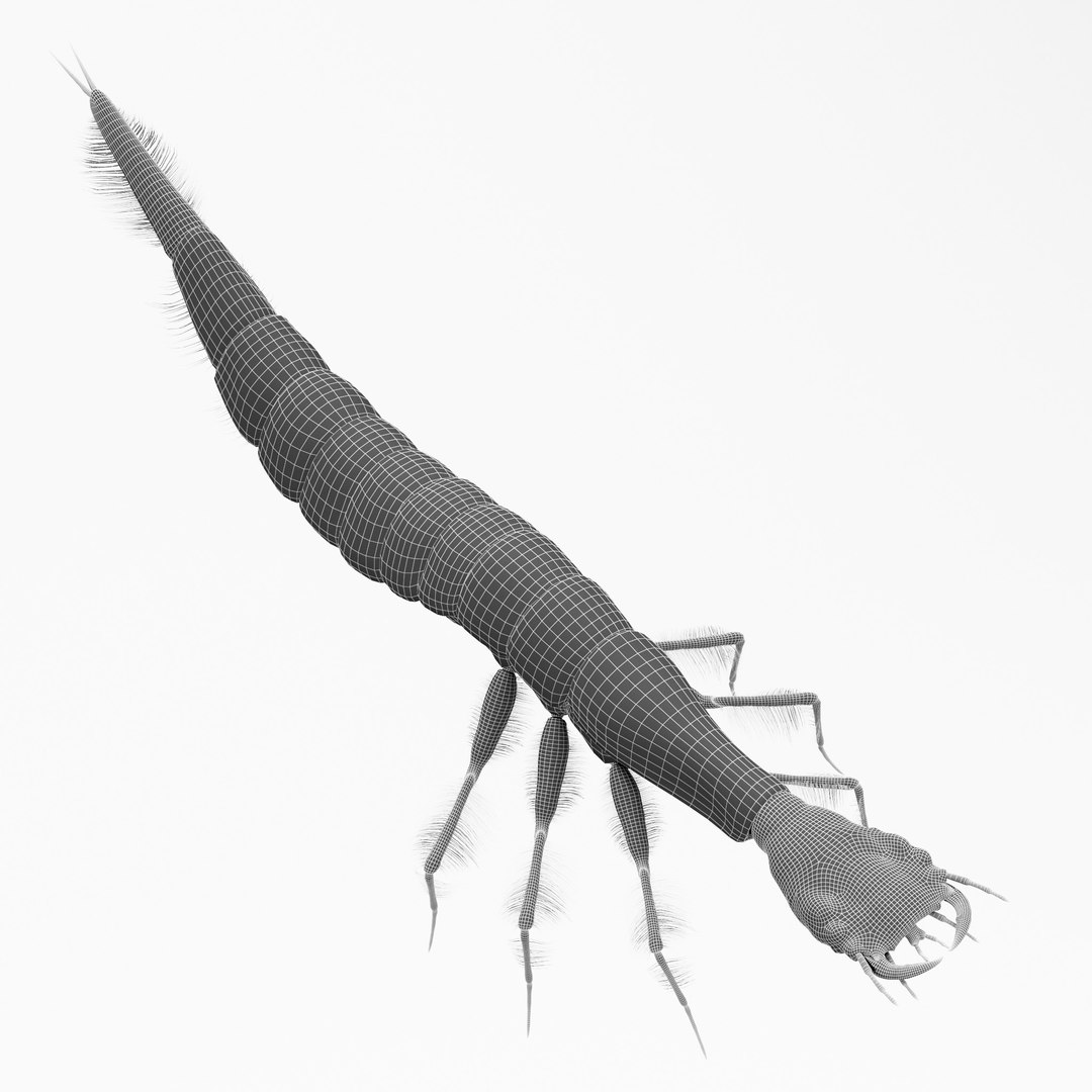 Acilius Sulcatus Larvae Rigged Animation 3D model https://p.turbosquid.com/ts-thumb/bU/OojFSG/4W/aciliussulcatus9/jpg/1685014394/1920x1080/fit_q87/46d08d4e0cdea8382db2d2e10f1b5e9471f73a04/aciliussulcatus9.jpg