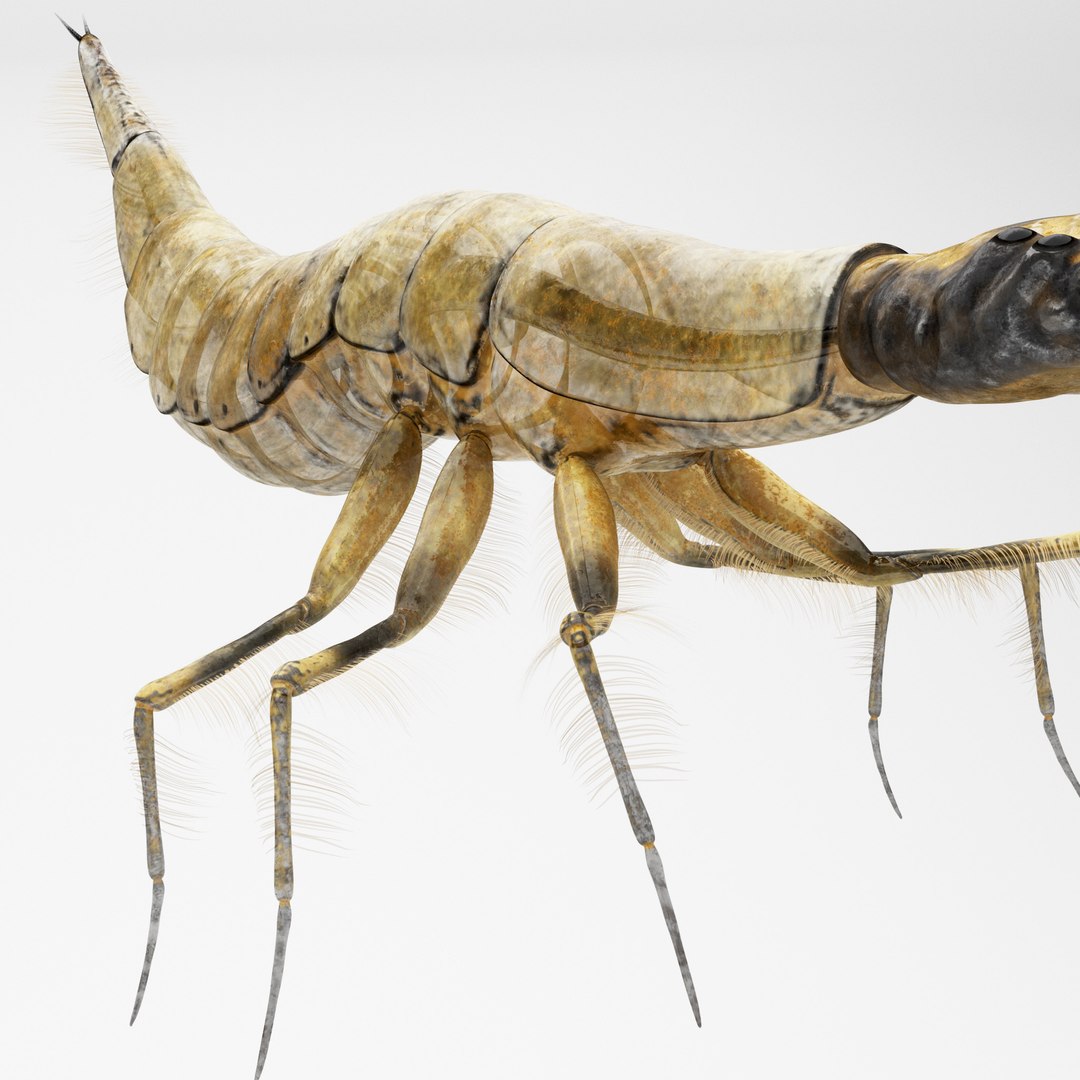 Acilius Sulcatus Larvae Rigged Animation 3D model https://p.turbosquid.com/ts-thumb/bU/OojFSG/Eh/aciliussulcatus6/jpg/1685014392/1920x1080/fit_q87/cbf6af67be9ee929500df2c251d4601aa3e1ed1d/aciliussulcatus6.jpg