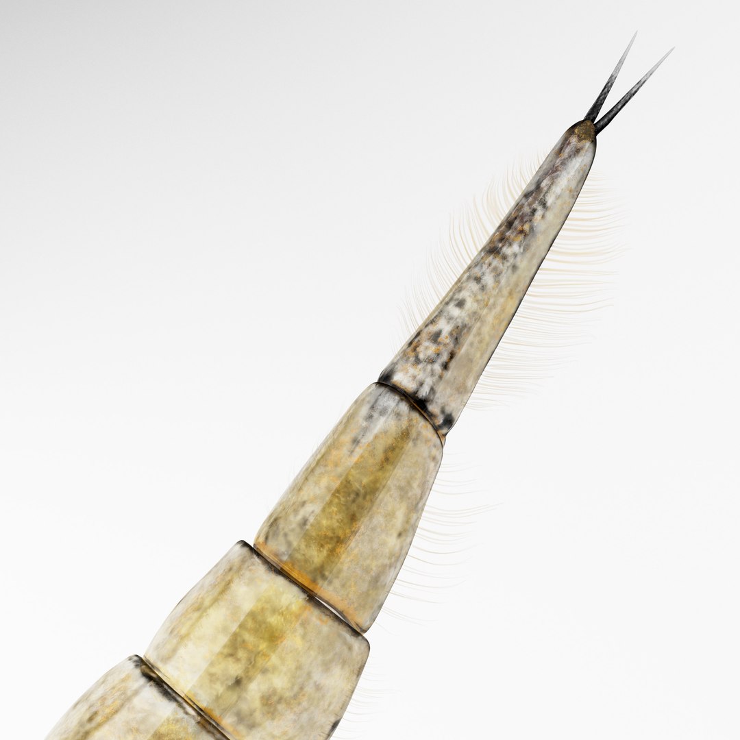 Acilius Sulcatus Larvae Rigged Animation 3D model https://p.turbosquid.com/ts-thumb/bU/OojFSG/KH/aciliussulcatus5/jpg/1685014391/1920x1080/fit_q87/3c2669b2f53db328a7be2fb5bb66e7f989dcf47f/aciliussulcatus5.jpg