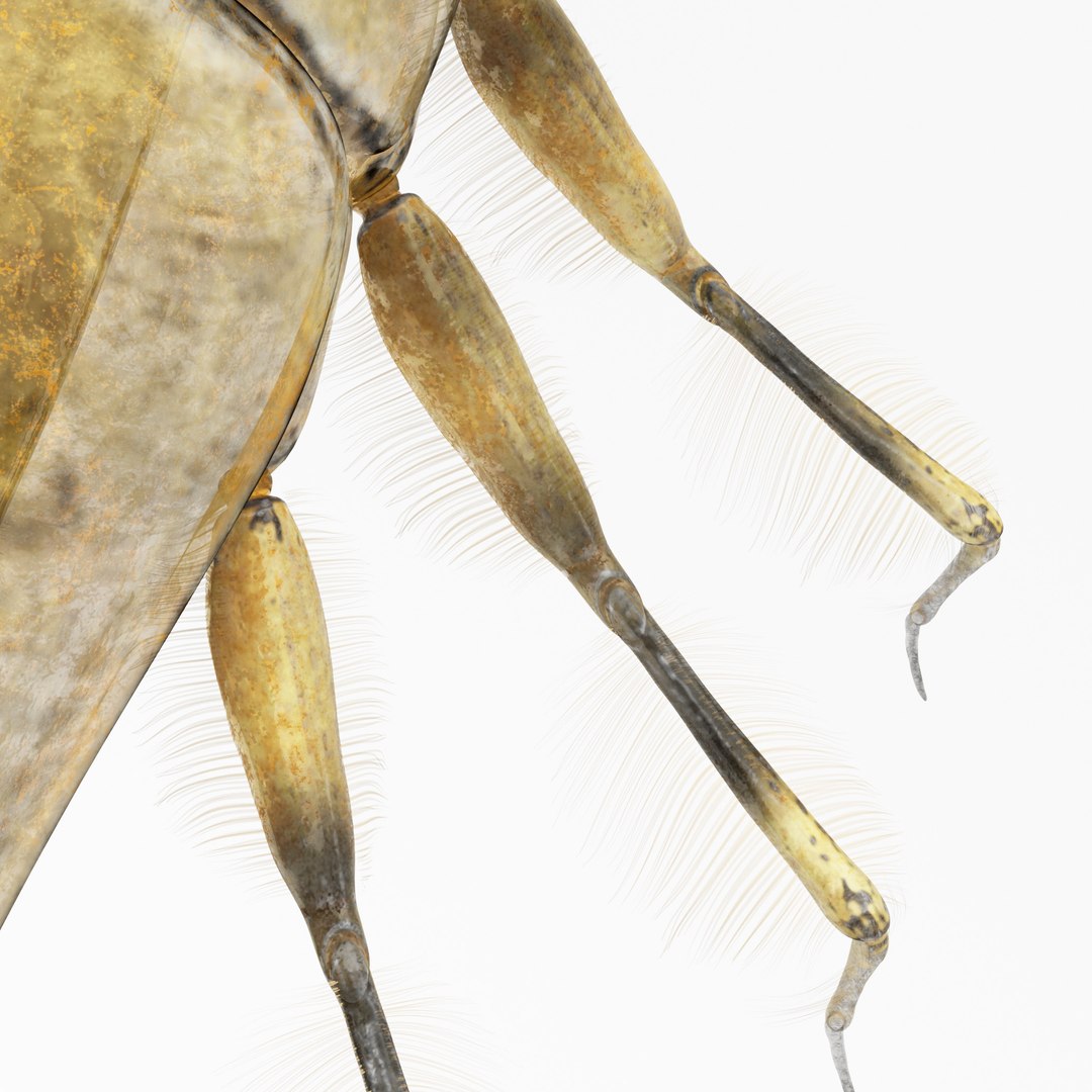 Acilius Sulcatus Larvae Rigged Animation 3D model https://p.turbosquid.com/ts-thumb/bU/OojFSG/NS/aciliussulcatus7/jpg/1685014392/1920x1080/fit_q87/81f4b4e26bb74c070c80be2939206cdc01a0663d/aciliussulcatus7.jpg