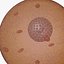 ovum human egg