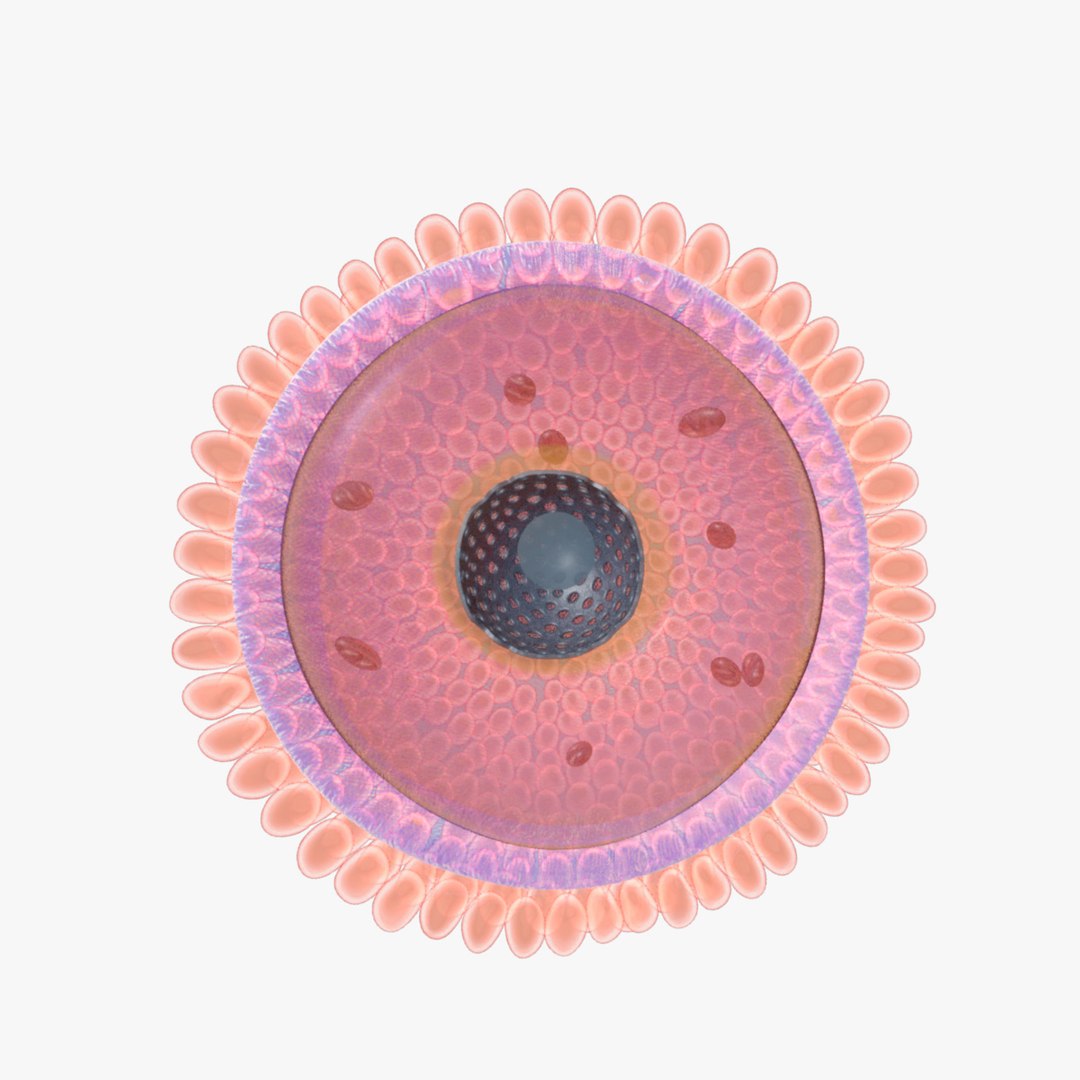 human egg ovum 3d obj https://p.turbosquid.com/ts-thumb/bU/TCrdoJ/zTneFpkE/06/jpg/1452879771/1920x1080/fit_q87/705be628e86e113635ba7cf01fcac37c506b176a/06.jpg