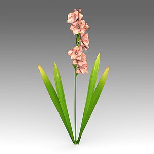 Gladiolus flowers