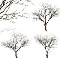 Prunus persica - Peach trees - Nectarine trees- winter