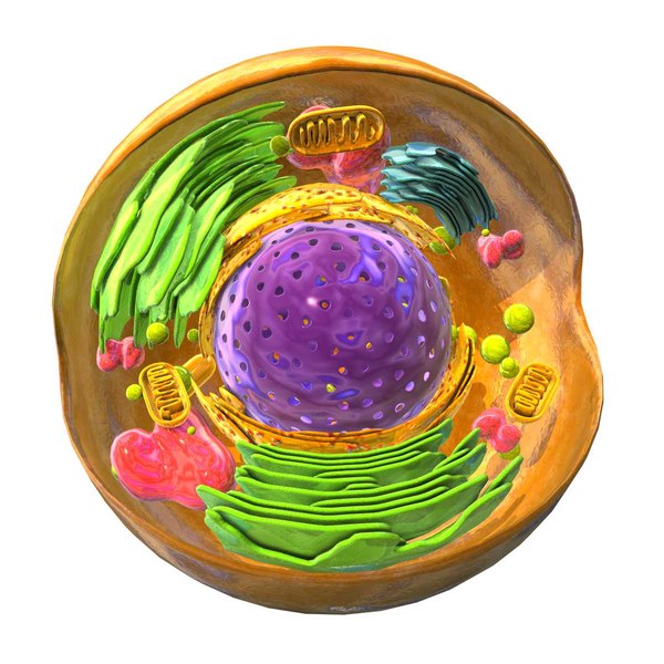 animal eukaryote cell 3d model