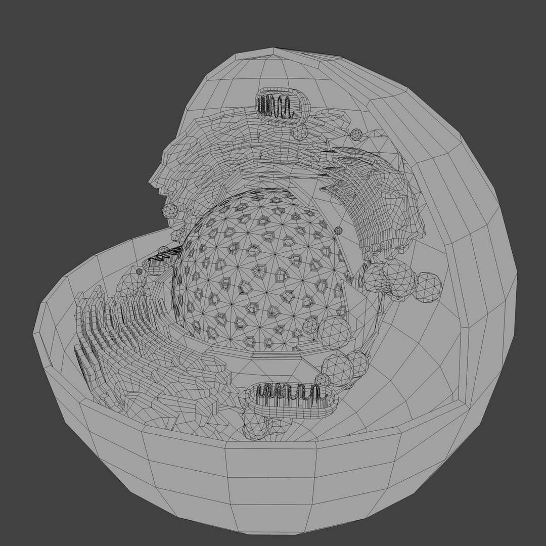 Animal Eukaryote Cell 3d Model