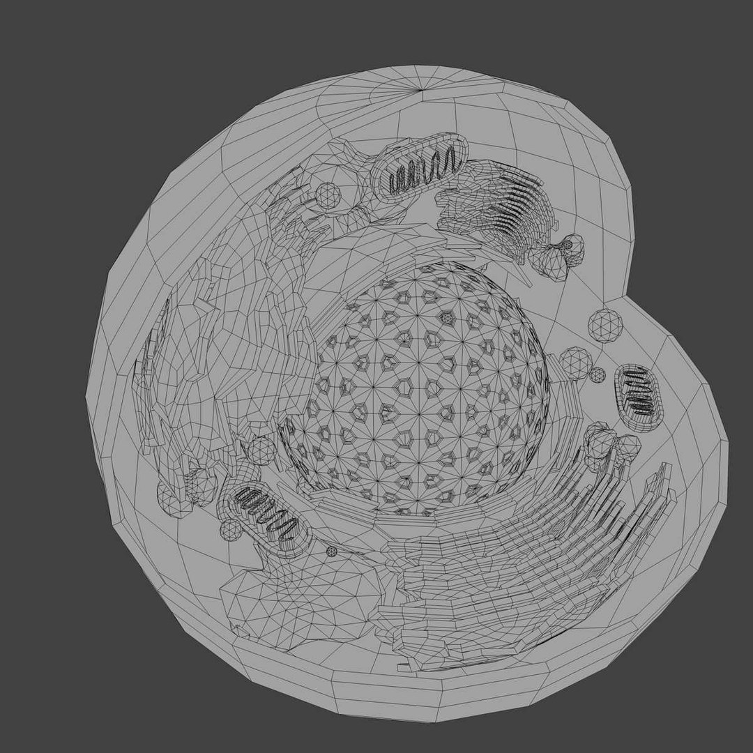 Animal Eukaryote Cell 3d Model