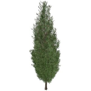 3D model Italian Cypress Tree - 10 -