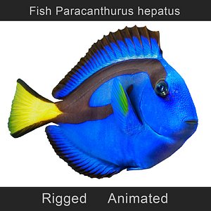 fish paracanthurus hepatus animation model