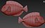 Fish paracanthurus hepatus