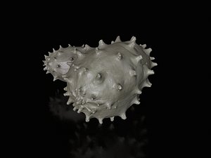 Kiwano (Horned Melon)