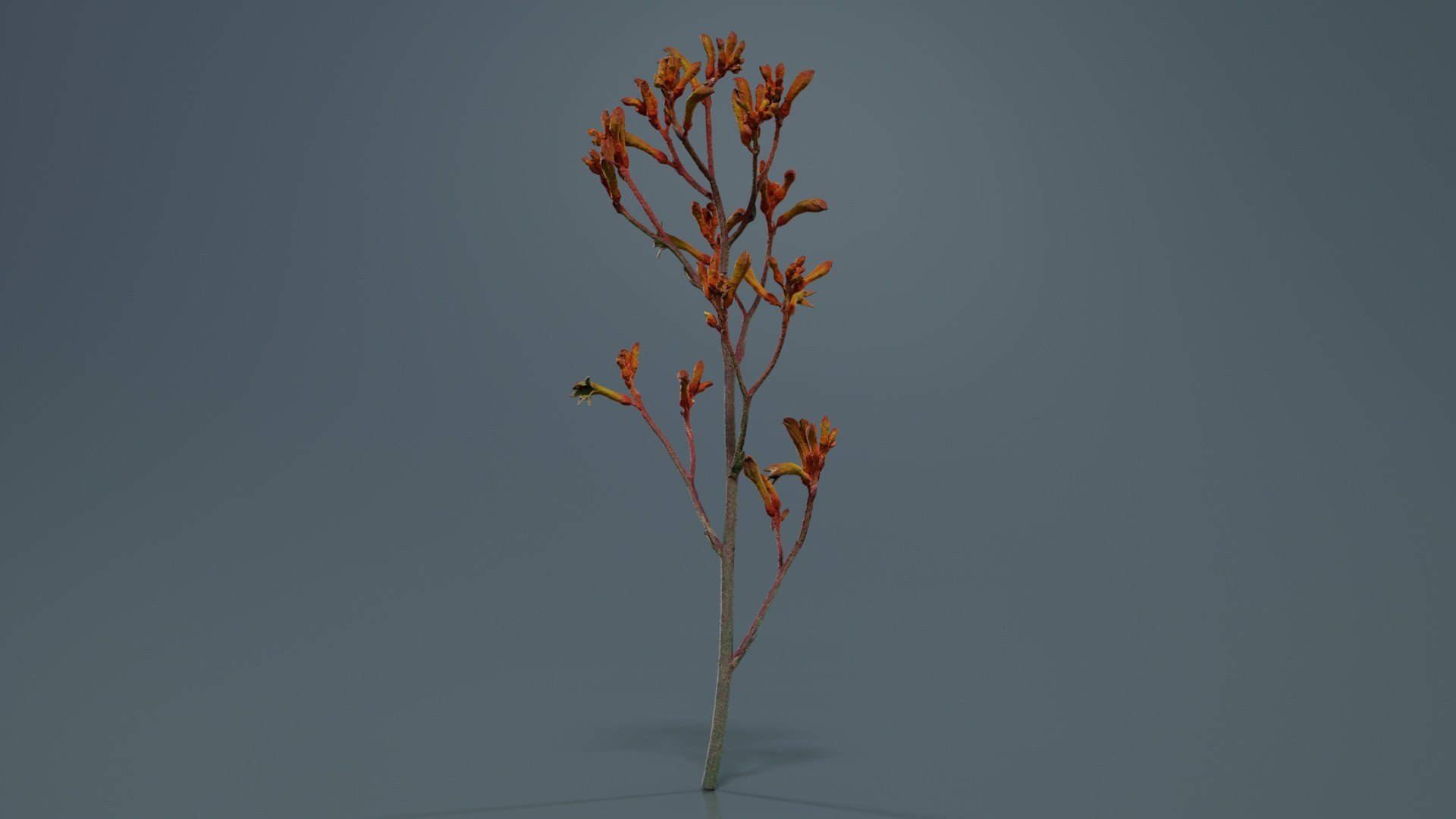 3D Tall Kangaroo Paw Australian Sword Lily Anigozanthos Flavidus Remastered https://p.turbosquid.com/ts-thumb/bU/ostaKq/CU/tall_kangaroo_paw_australian_sword_lily_anigozanthos_flavidus_02/jpg/1740400094/1920x1080/fit_q87/4630659709f2153cd2eefe5e670373d710685e81/tall_kangaroo_paw_australian_sword_lily_anigozanthos_flavidus_02.jpg