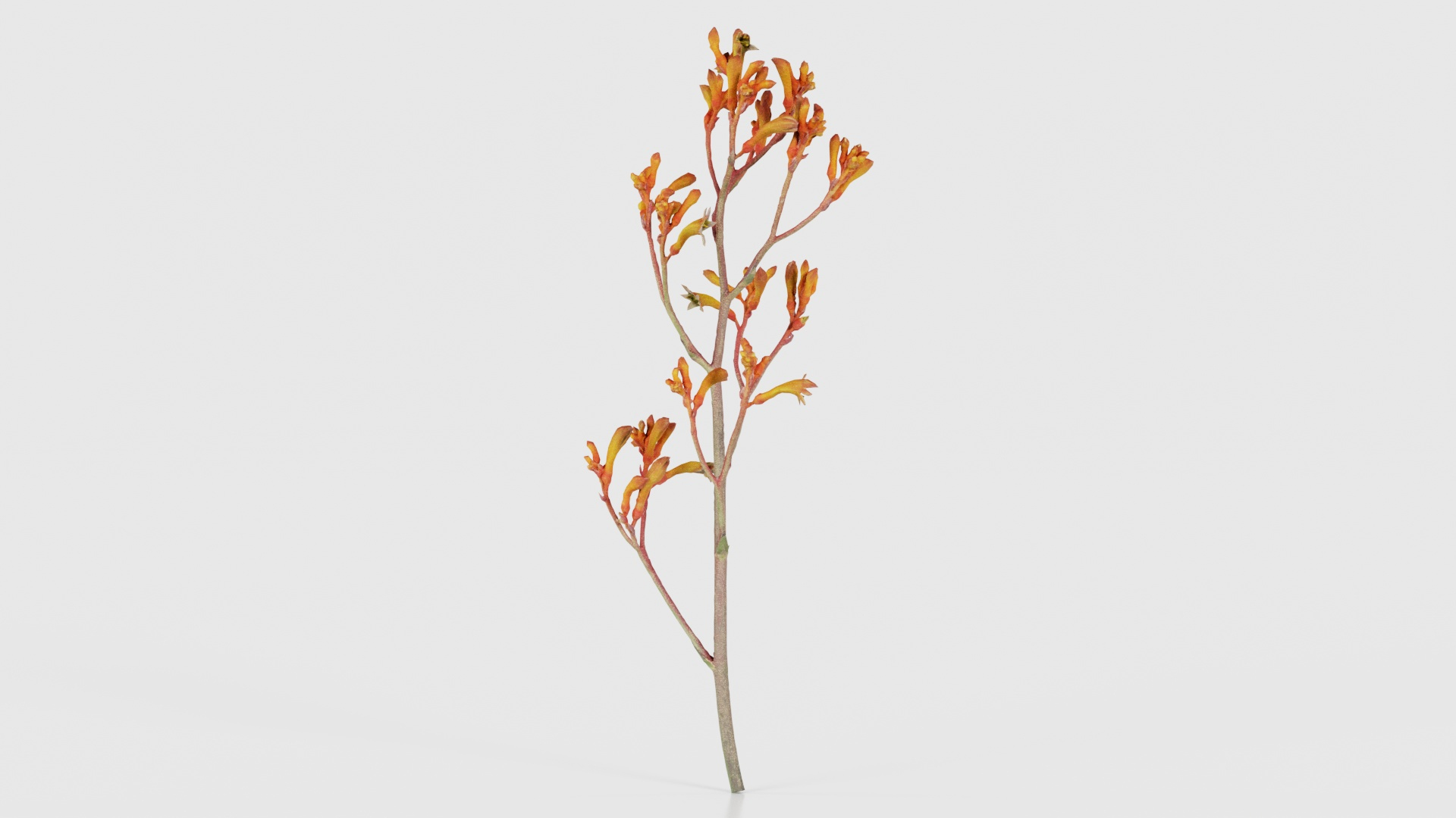 3D Tall Kangaroo Paw Australian Sword Lily Anigozanthos Flavidus Remastered https://p.turbosquid.com/ts-thumb/bU/ostaKq/Ii/tall_kangaroo_paw_australian_sword_lily_anigozanthos_flavidus_z_turntable/jpg/1740400098/1920x1080/turn_fit_q99/a08bbfbbfabece249796184eda7f5c7d21b80db5/tall_kangaroo_paw_australian_sword_lily_anigozanthos_flavidus_z_turntable-1.jpg