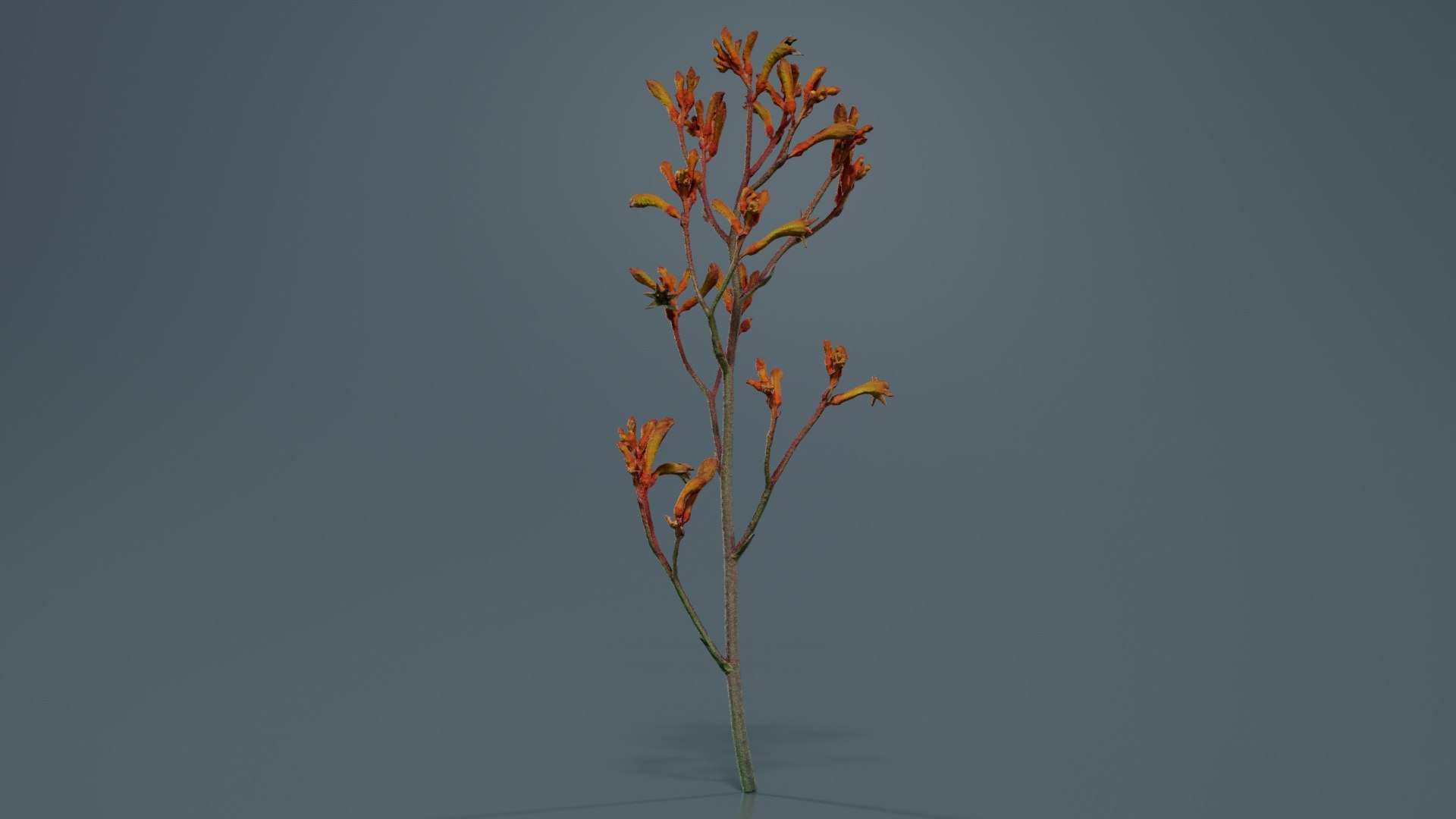 3D Tall Kangaroo Paw Australian Sword Lily Anigozanthos Flavidus Remastered https://p.turbosquid.com/ts-thumb/bU/ostaKq/UY/tall_kangaroo_paw_australian_sword_lily_anigozanthos_flavidus_01/jpg/1740400094/1920x1080/fit_q87/2b25e841dd64af94a9865bab71cad39ede89865b/tall_kangaroo_paw_australian_sword_lily_anigozanthos_flavidus_01.jpg